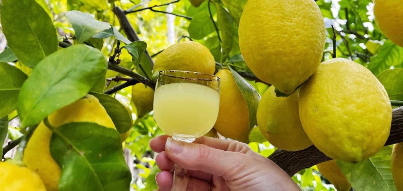 Amalfi Historical Garden - Lemon Farm